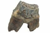 Fossil Woolly Rhino (Coelodonta) Tooth - Siberia #225598-2